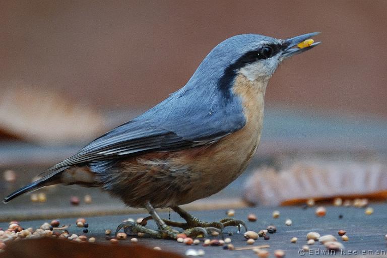 ENE-20081115-0017.jpg - [nl] Boomklever ( Sitta Europaea ) | Haarle, Nederland[en] Nuthatch ( Sitta Europaea ) | Haarle, The Netherlands